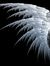 ShadowTalon