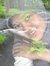 Chintya...