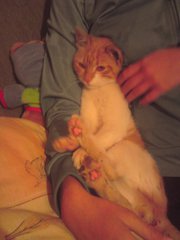 Илина Григорова