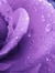 Tfpurple