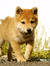 Ischen8