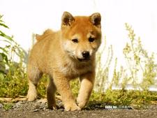 Ischen8