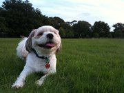 Arjuna Kumarasuriyar