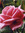 Kashred | 2 comments