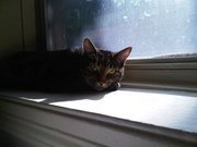 Shayanan Wongratitham