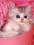 Puty Aulia