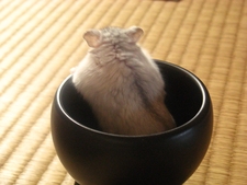 Yuji