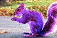 Emily....george....calliflower....purple!!!