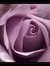 Dr Ameena