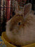 Sheri