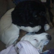 Elisabeth Vandervort