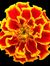 Marigold_Ocean