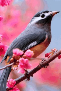 نورة الحصان