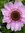 Arimenta (arimentarose) | 1 comments
