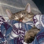 Stephanie Supernault