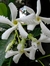 Jasmine