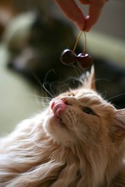 Wiktorija Bartoszewicz