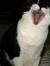 Gizzy