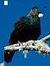 Tui