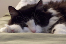 Michelle Eichelberger