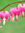 Bleeding_Heart | 4 comments