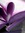 Pinkpurple