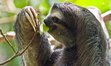 Sloth