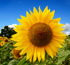 Sunflower