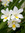 Ima.lotus (elzahra2) | 1 comments