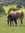 EvelynAC5