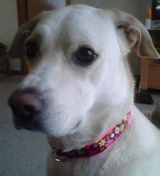 Holly