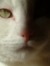 Ann