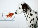 Susan (dalmatian21)