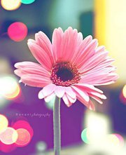 صفاء الوتاري