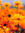 Lisa | 5 comments