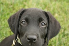 Gus