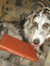 Trudy