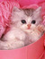 rima 