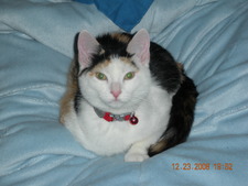 Stepha