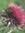 thistle (tigrey) | 10 comments