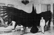 Aaber  Rinstad