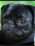 ♡The PUG lover♡
