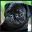♡The PUG lover♡