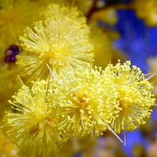 Goldenwattle