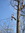 Ryan (ryantreeclimber)