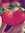 Anum