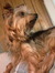 Suzette