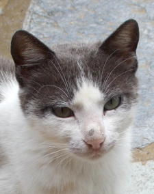 Amicus (David Barnett)