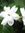 Jasmine | 14 comments