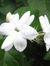 Jasmine